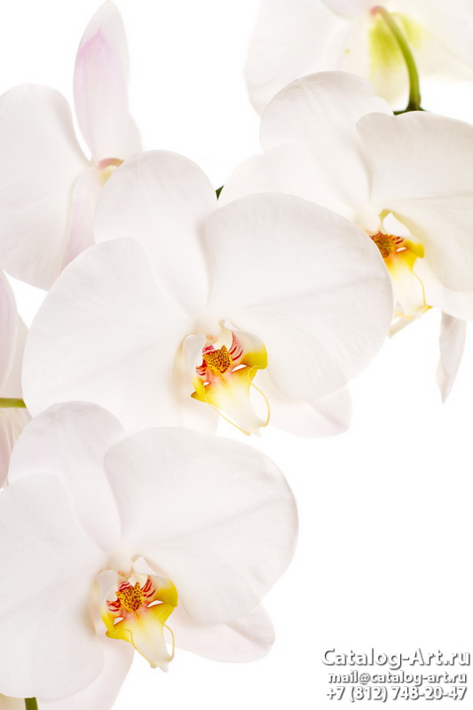 White orchids 13